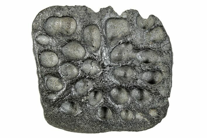 Fossil Crocodile Dermal Scute - South Carolina #287274
